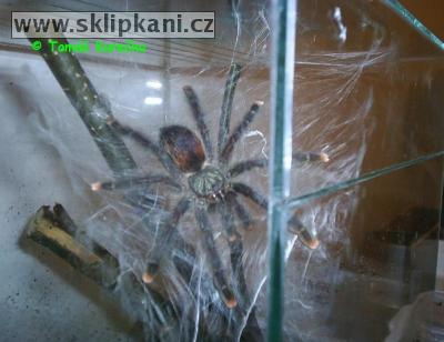 Avicularia_avicularia_avicularia